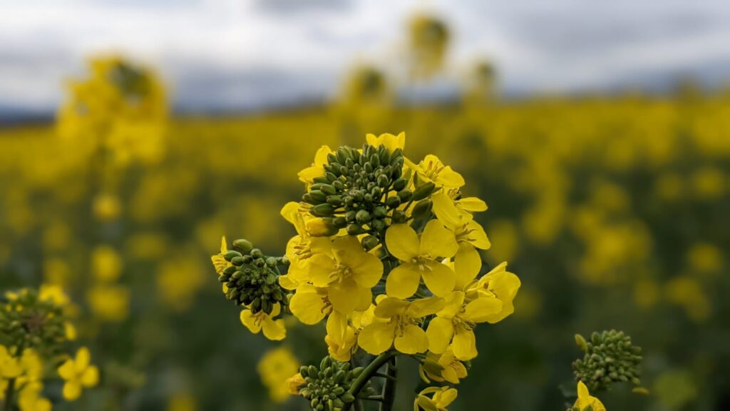 mustard flower